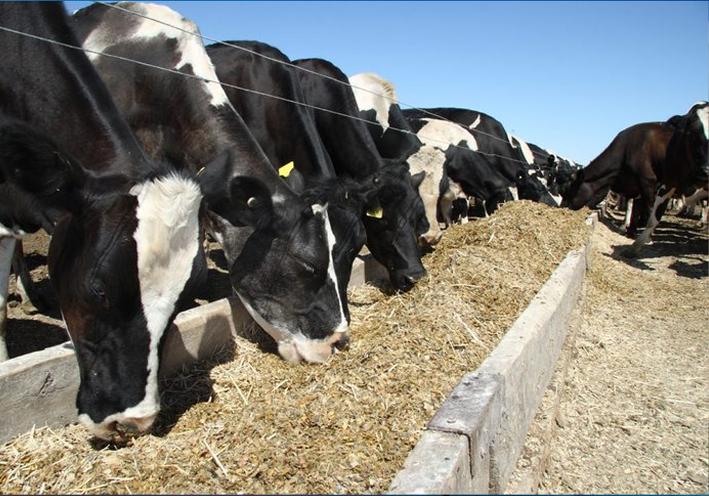 Animal Feed