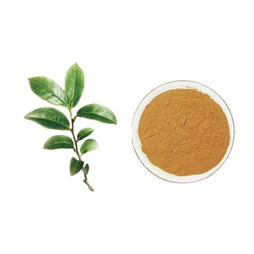 Green Tea Polyphenols
